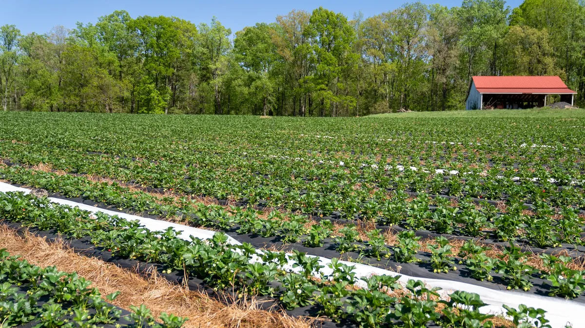 strawberries in a field