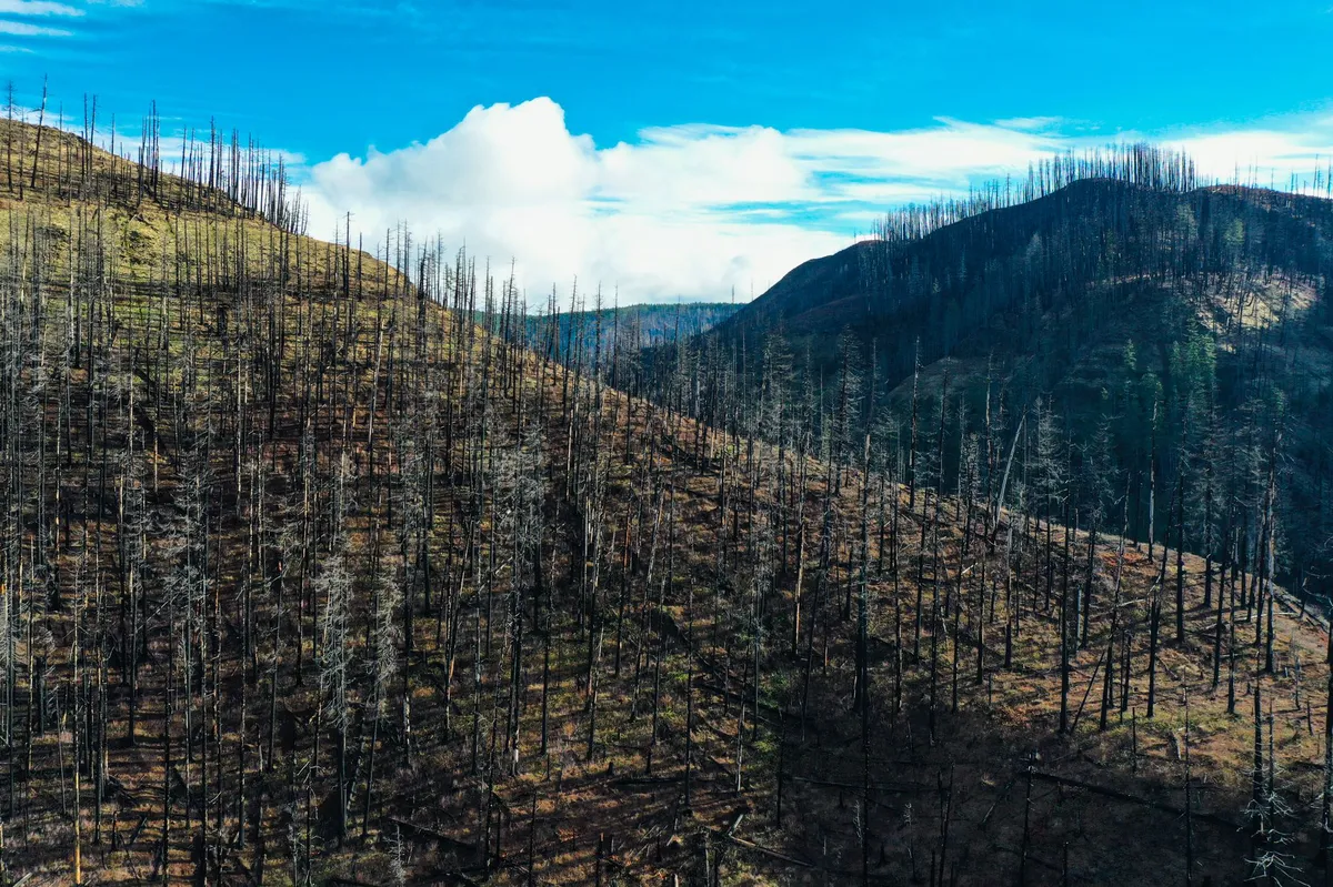 aerial view of burned forest