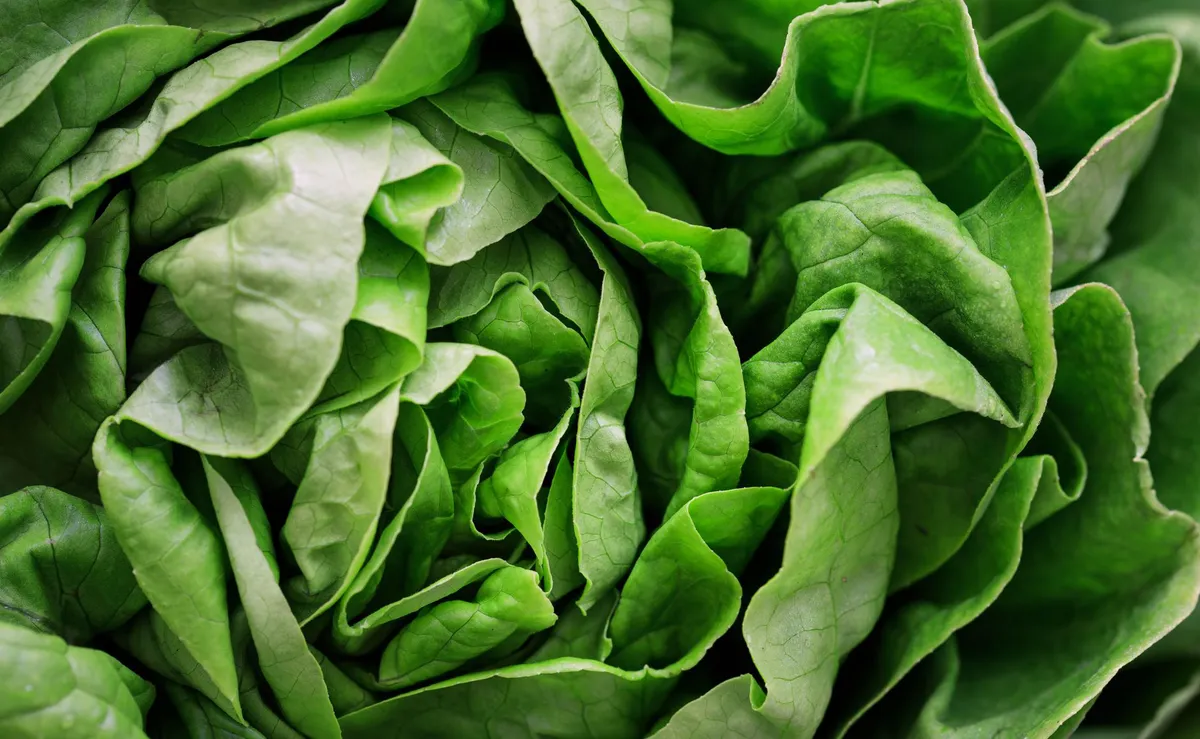 salad produce recall