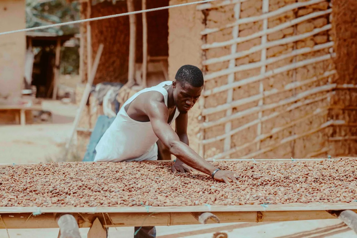 cocoa farm workers