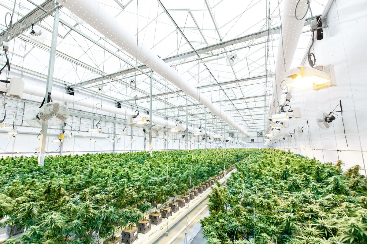 cannabis industry insurance