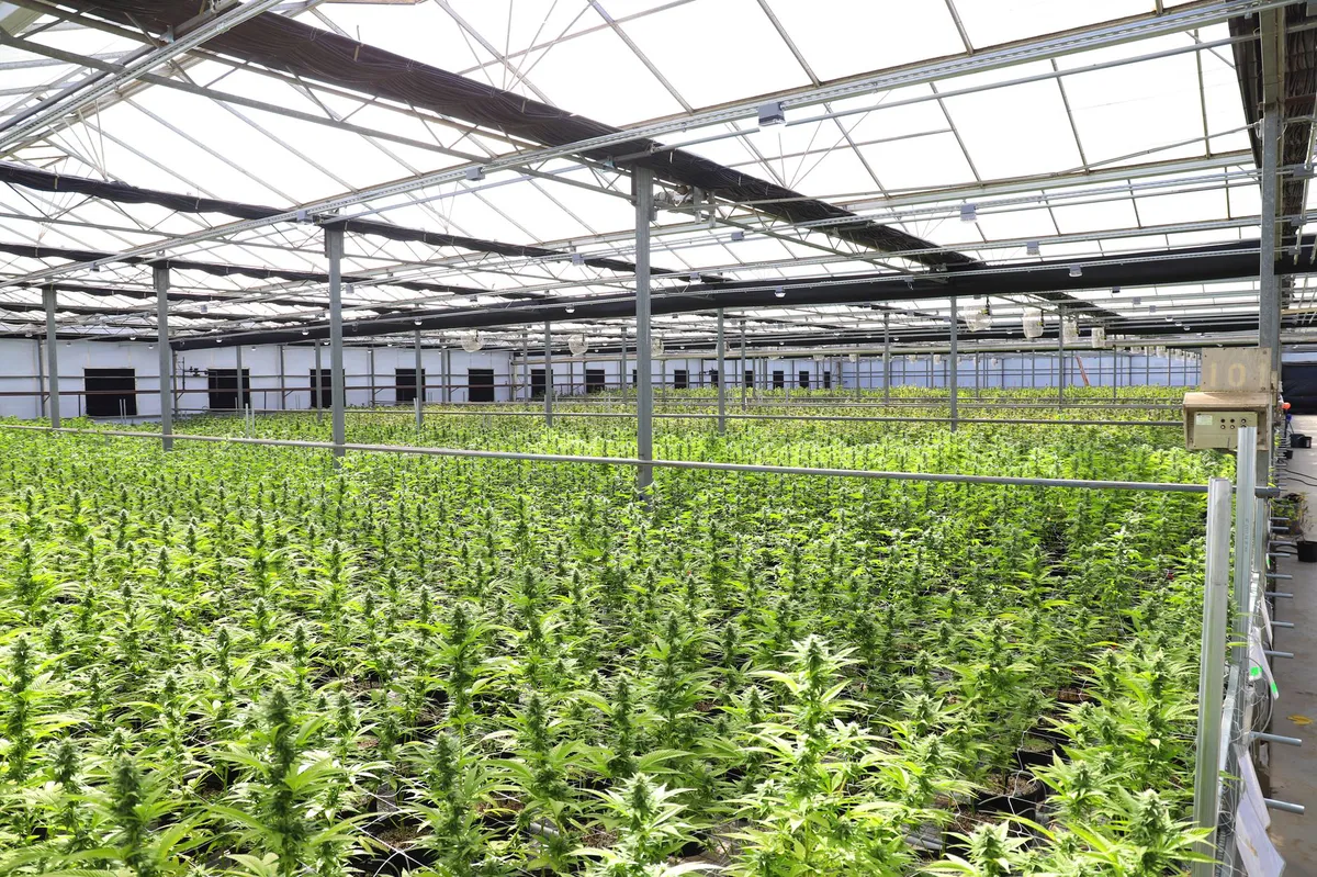 cannabis business operation