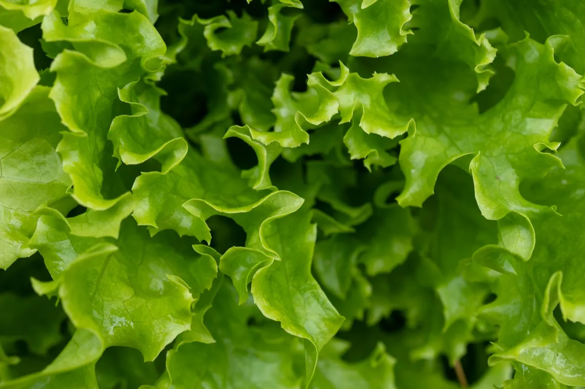 fresh lettuce closeup