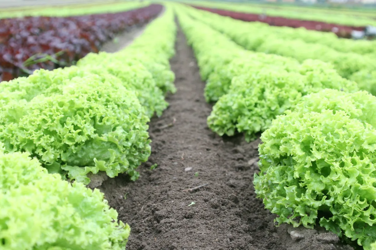 lettuce field closeup