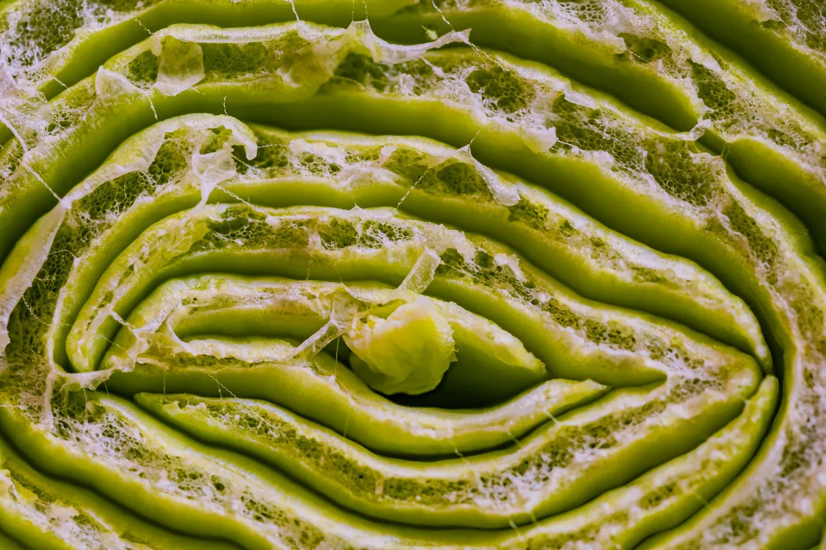 lettuce contamination closeup