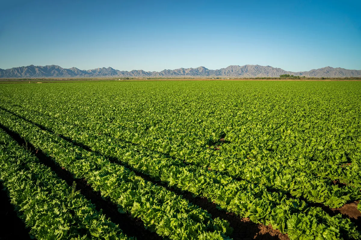 lettuce farm in Mexico