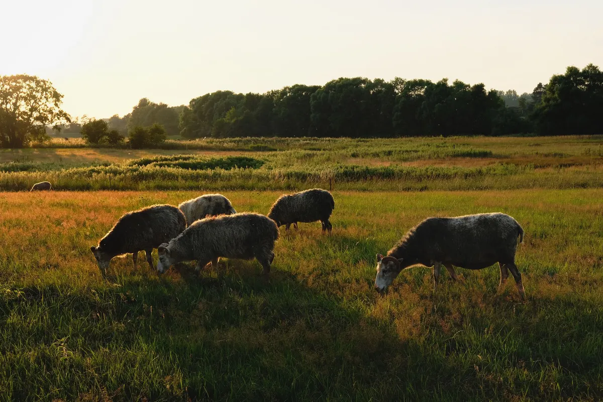 livestock grazing on pasture