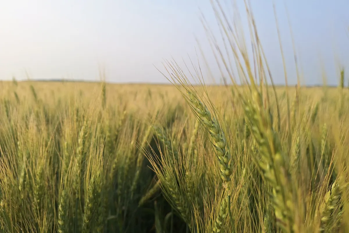Wheat Farmers Face Scorching Heat Amid Rising Crop Prices
