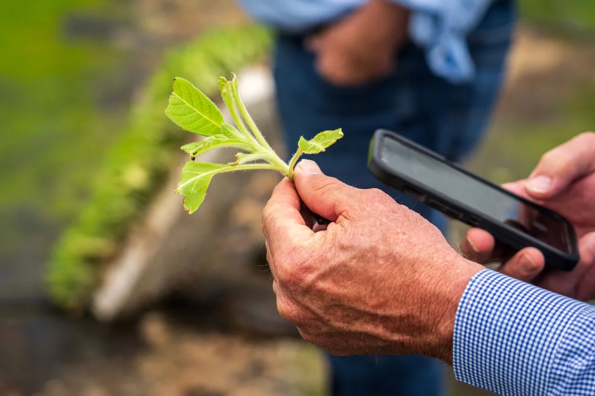 farmer inspecting crops