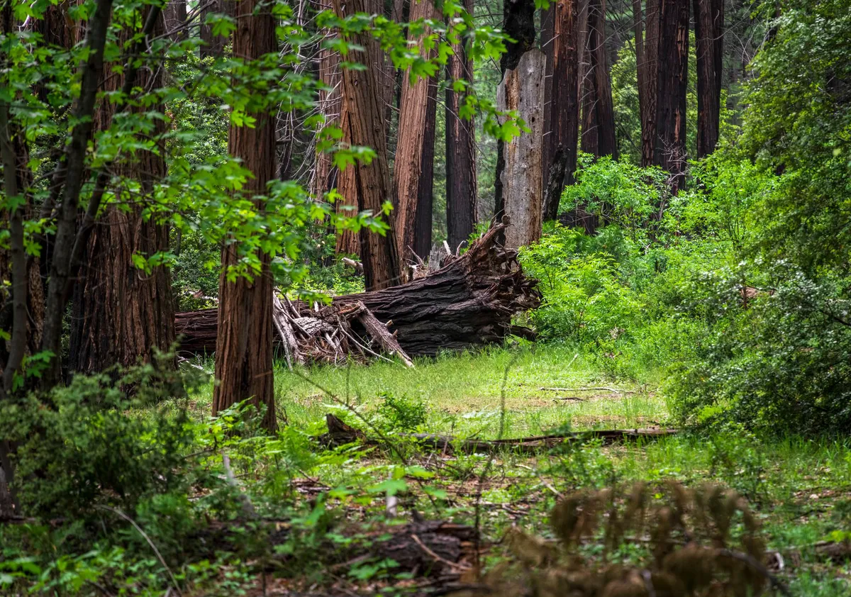 California landscape