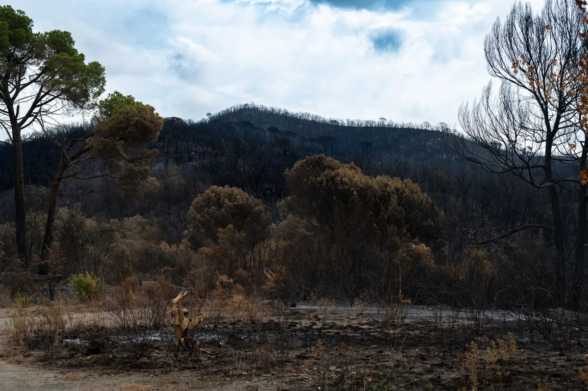 wildfire resilience program