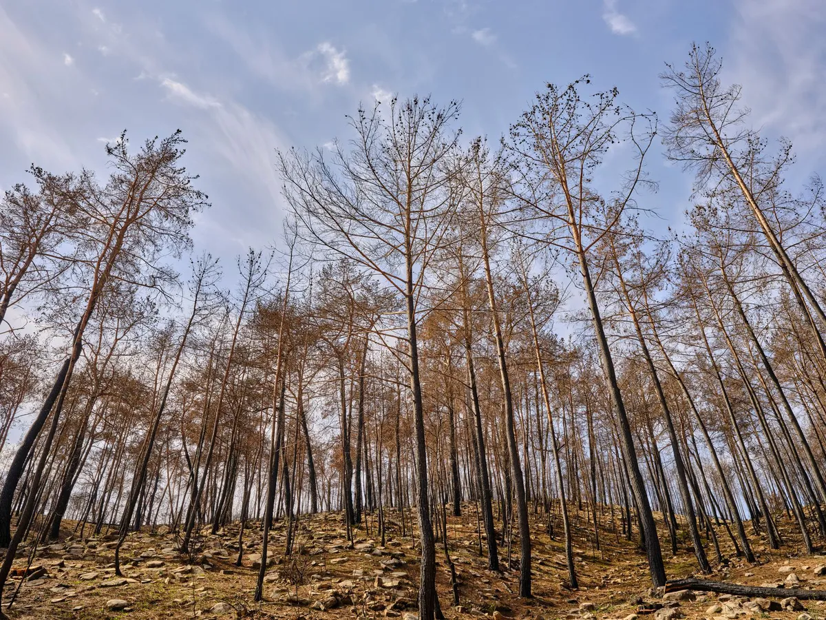 community support after wildfire
