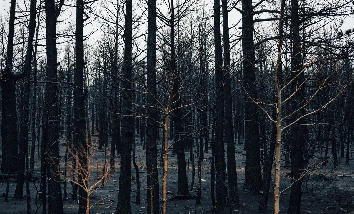 wildfire smoke damage