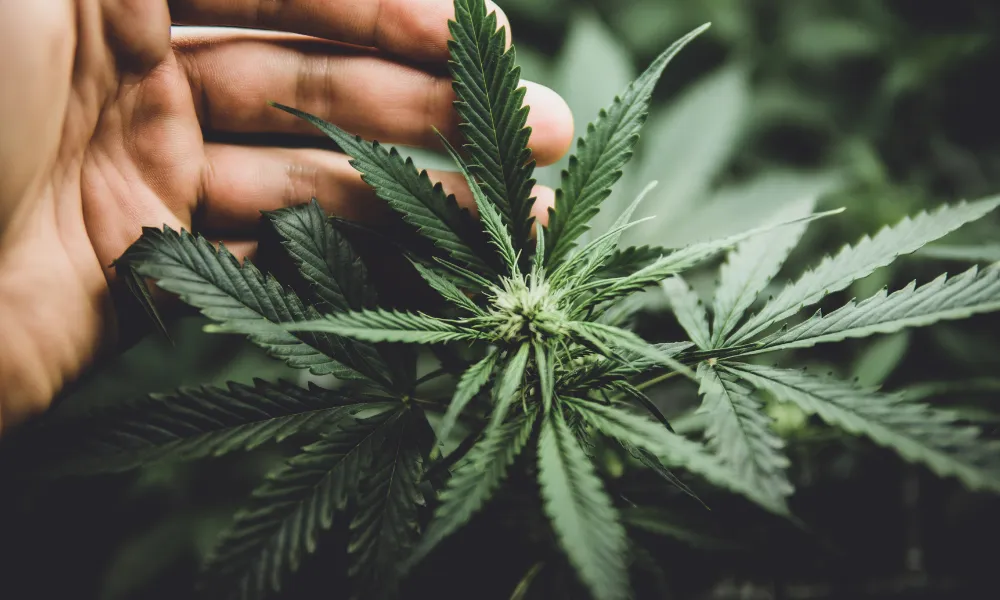 NFP Acquires Frontier Risk: A New Era for Cannabis Insurance