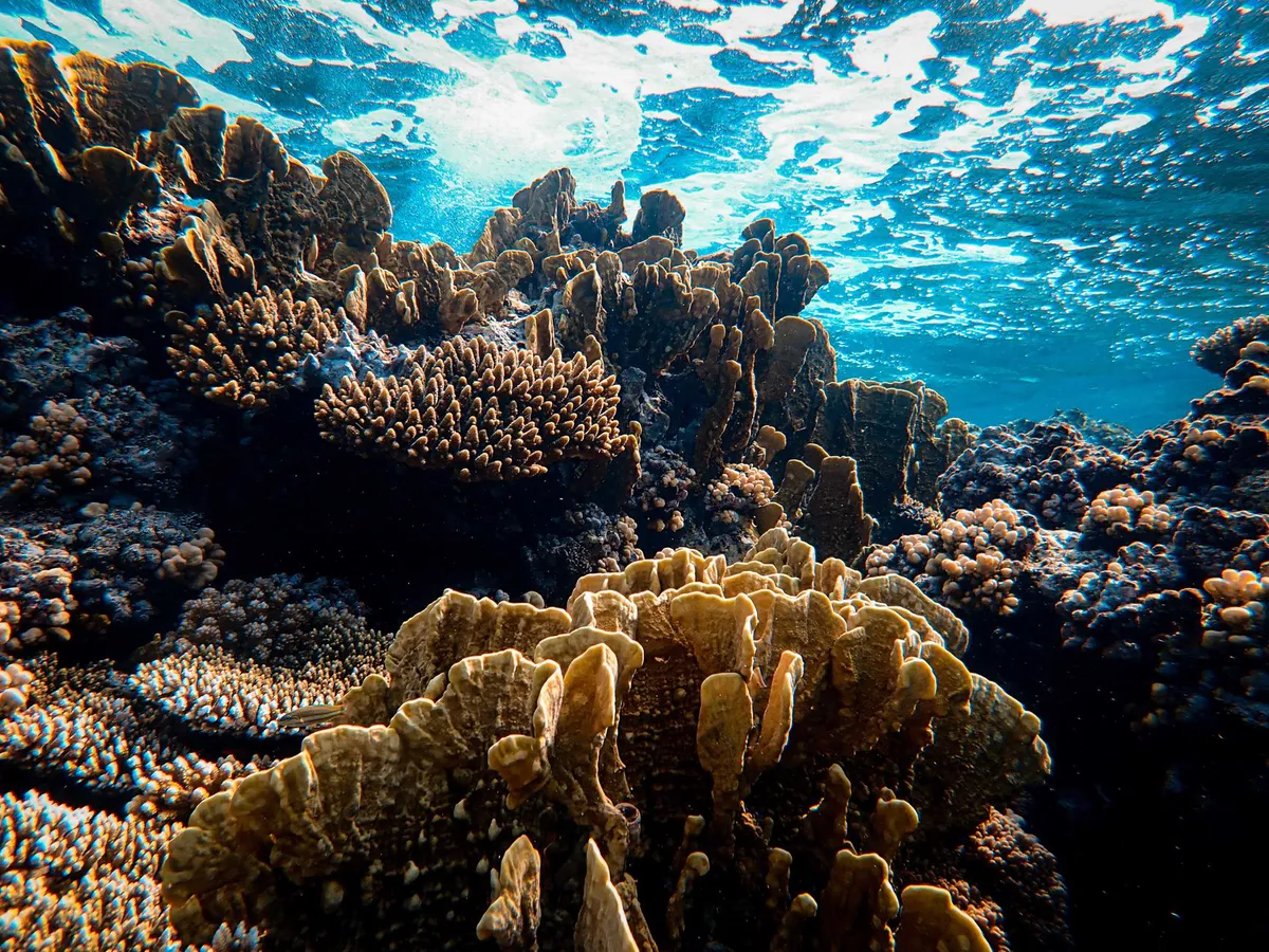 coral reef restoration