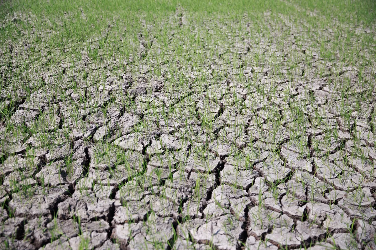 drought-affected agricultural field