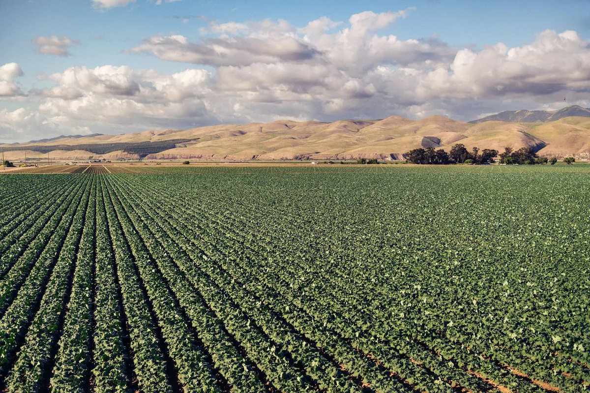 agricultural fields in California