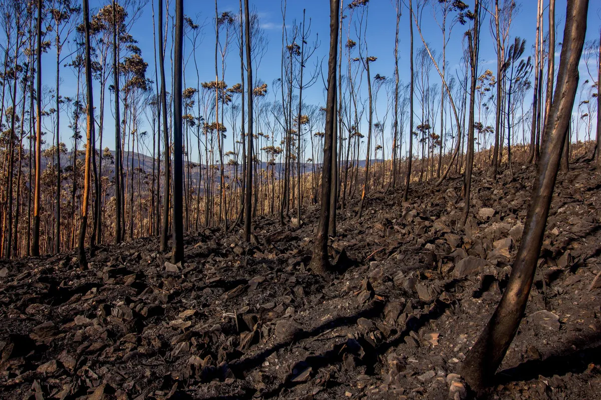 charred landscape aftermath
