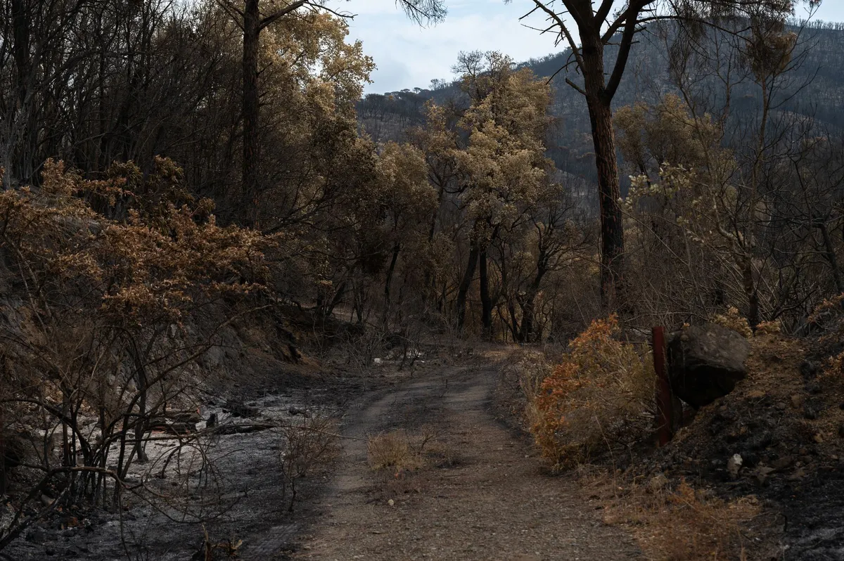 wildfire damage assessment