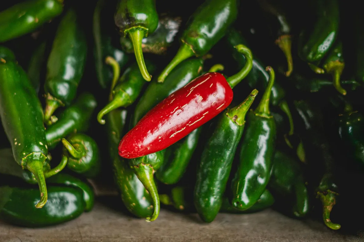 fresh jalapenos closeup