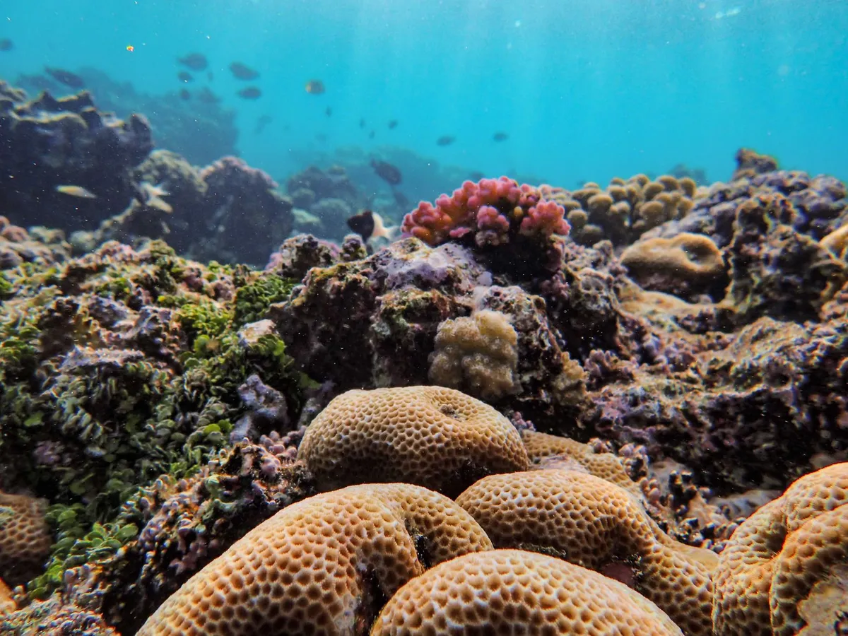 coral reef stress