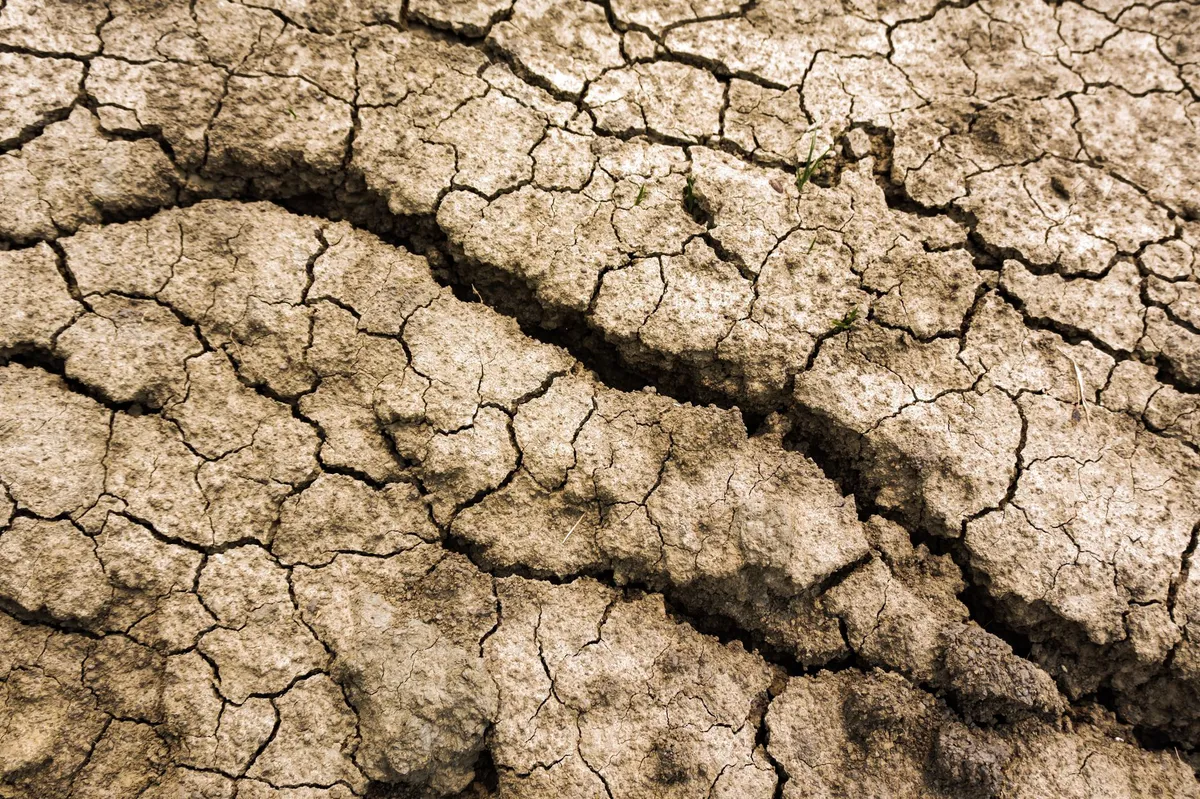 heatwave effects on agriculture