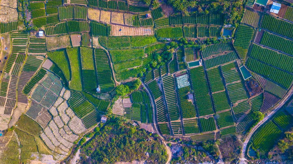 AI in crop management