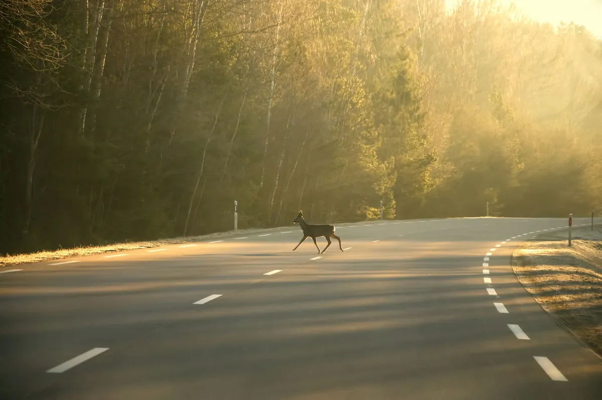 deer crossing road