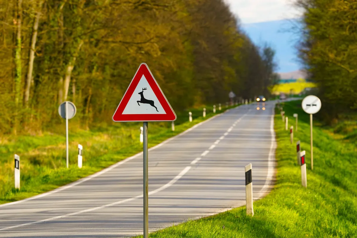 rural road with deer warning sign