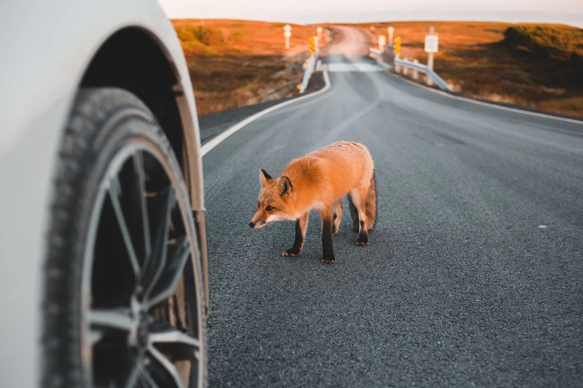 Navigating Animal Collision Risks: A State-by-State Breakdown