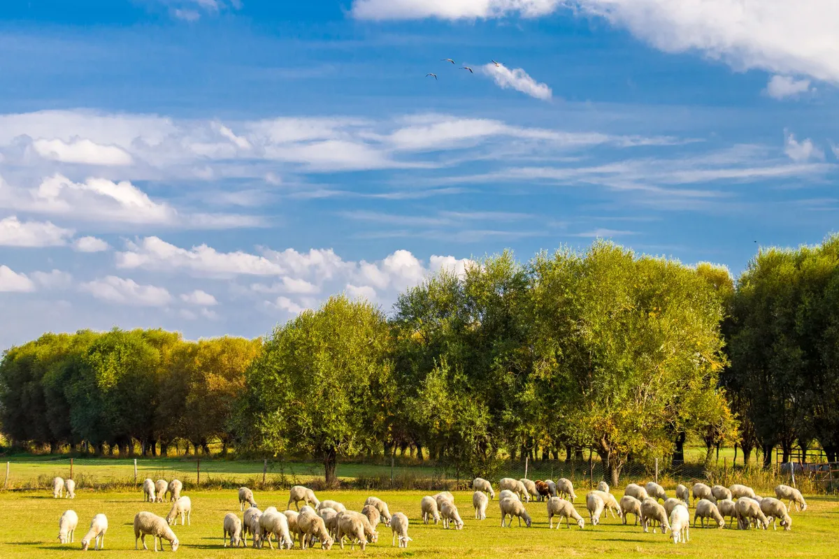 livestock farm landscape
