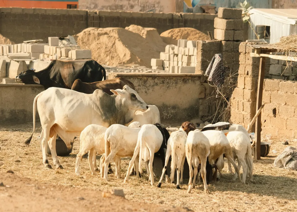 Rokstone Agriculture Reaches $125 Million in Livestock Insurance Market