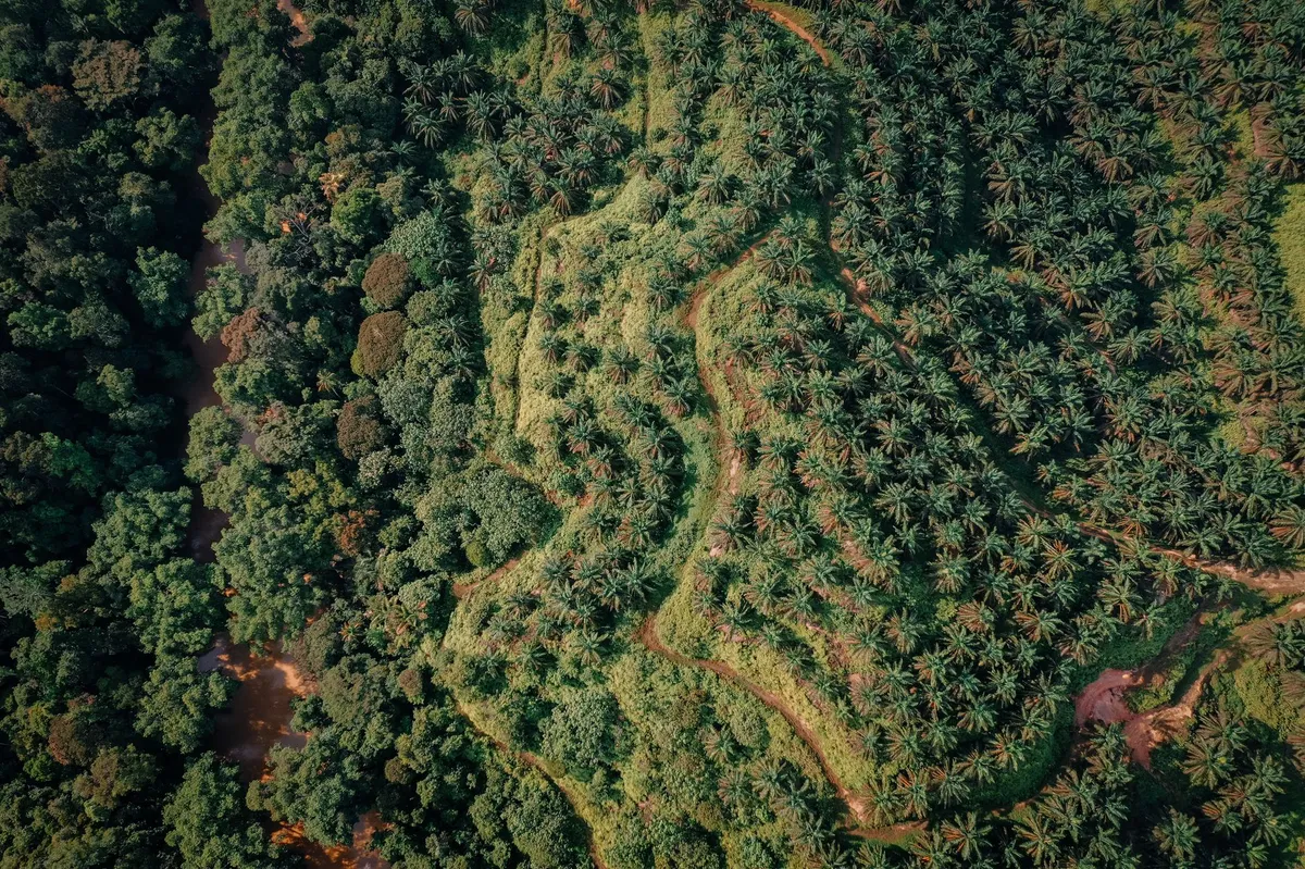palm oil production