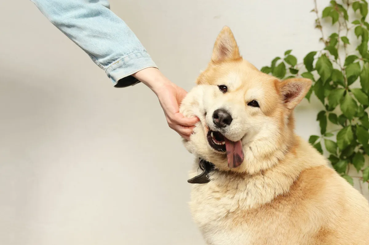 smiling pet dog with owner