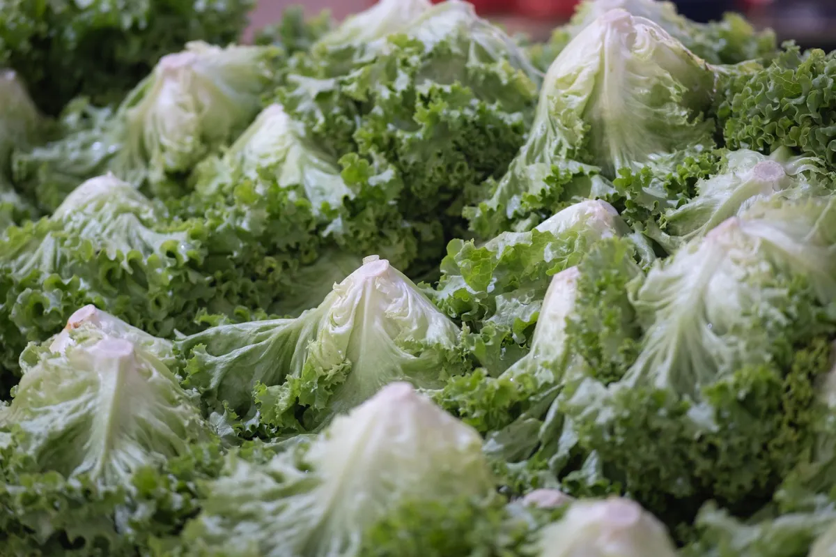 fresh iceberg lettuce closeup
